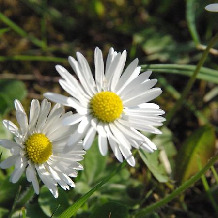 Landhotel Heidekrug Dohma Rom bilde