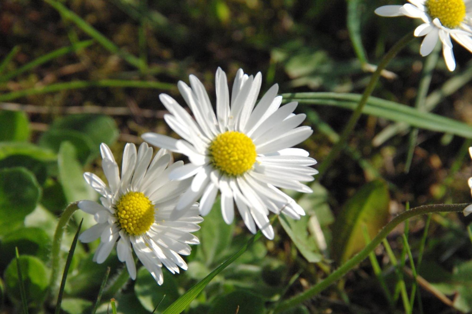 Landhotel Heidekrug Dohma Rom bilde